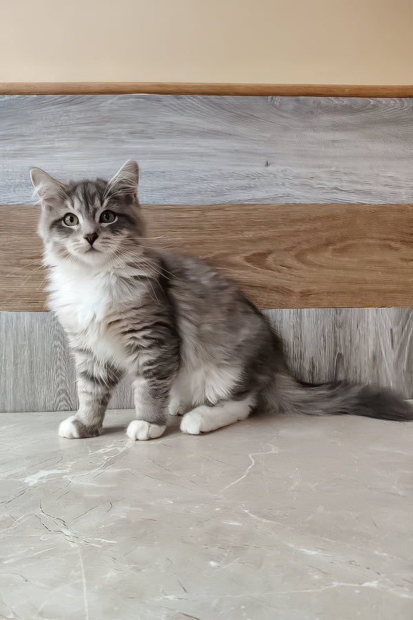 Nick | Siberian Kitten