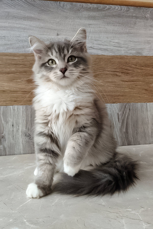Nick | Siberian Kitten