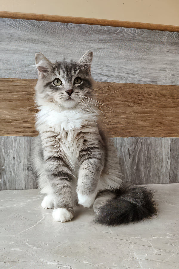 Nick | Siberian Kitten