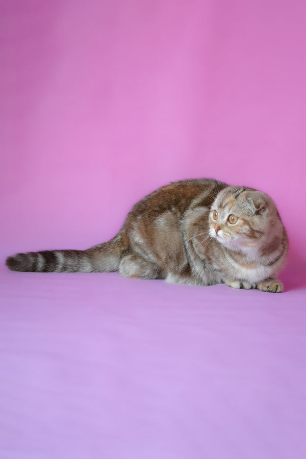 Nicole | Scottish Fold Kitten