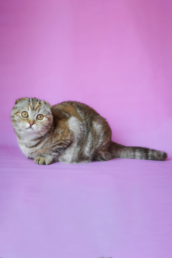 Nicole | Scottish Fold Kitten
