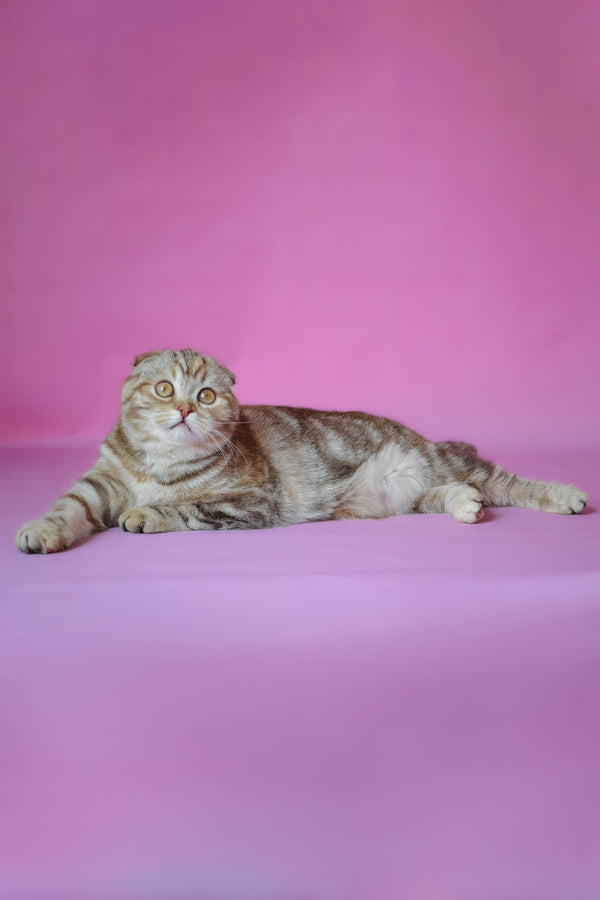 Nicole | Scottish Fold Kitten