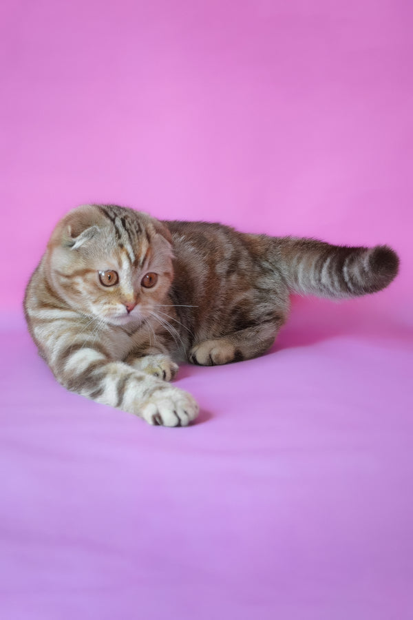 Nicole | Scottish Fold Kitten