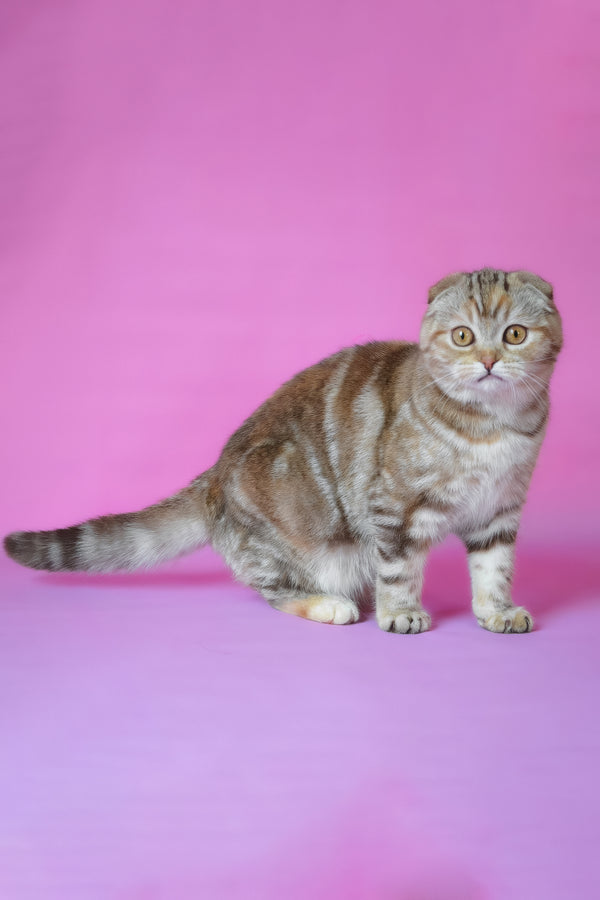 Nicole | Scottish Fold Kitten