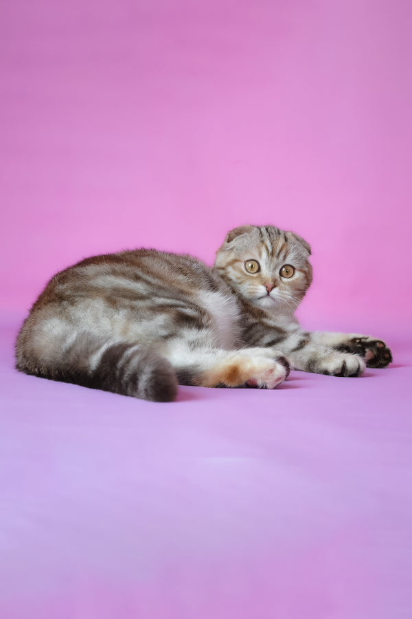 Nicole | Scottish Fold Kitten