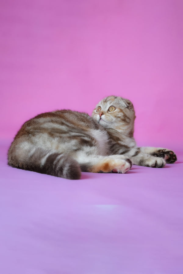 Nicole | Scottish Fold Kitten