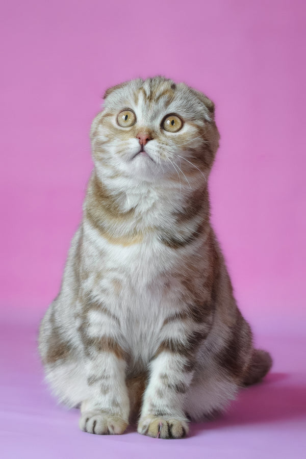 Nicole | Scottish Fold Kitten