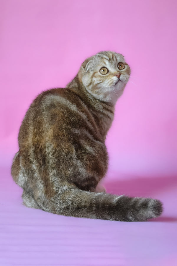 Nicole | Scottish Fold Kitten
