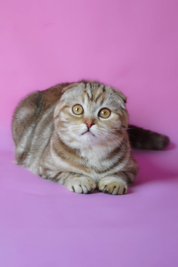 Nicole | Scottish Fold Kitten