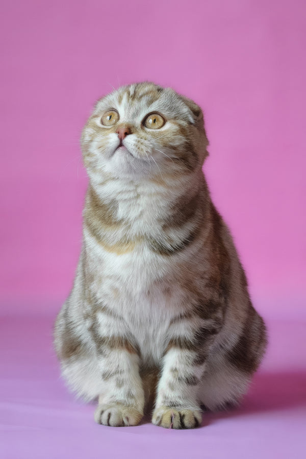 Nicole | Scottish Fold Kitten