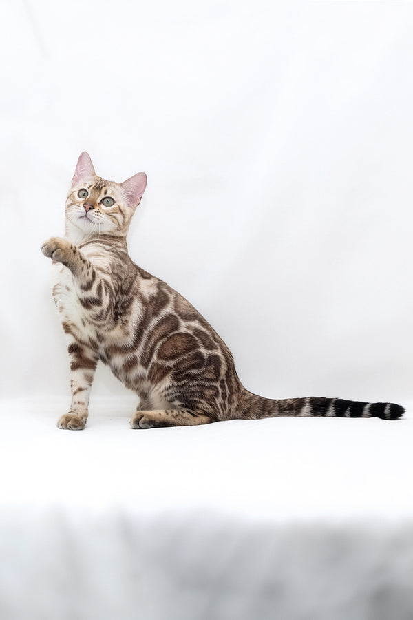 Nicole | Bengal Kitten