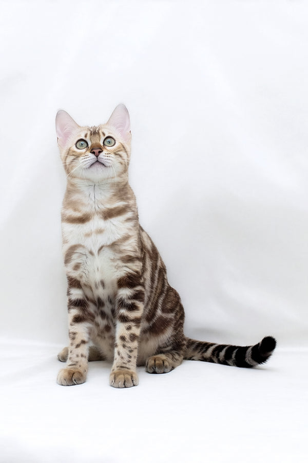 Nicole | Bengal Kitten