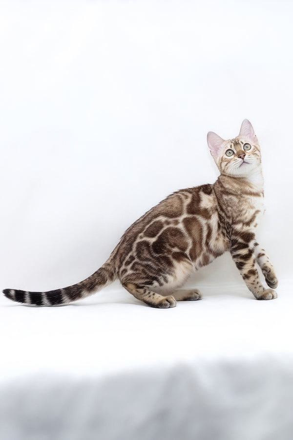 Nicole | Bengal Kitten