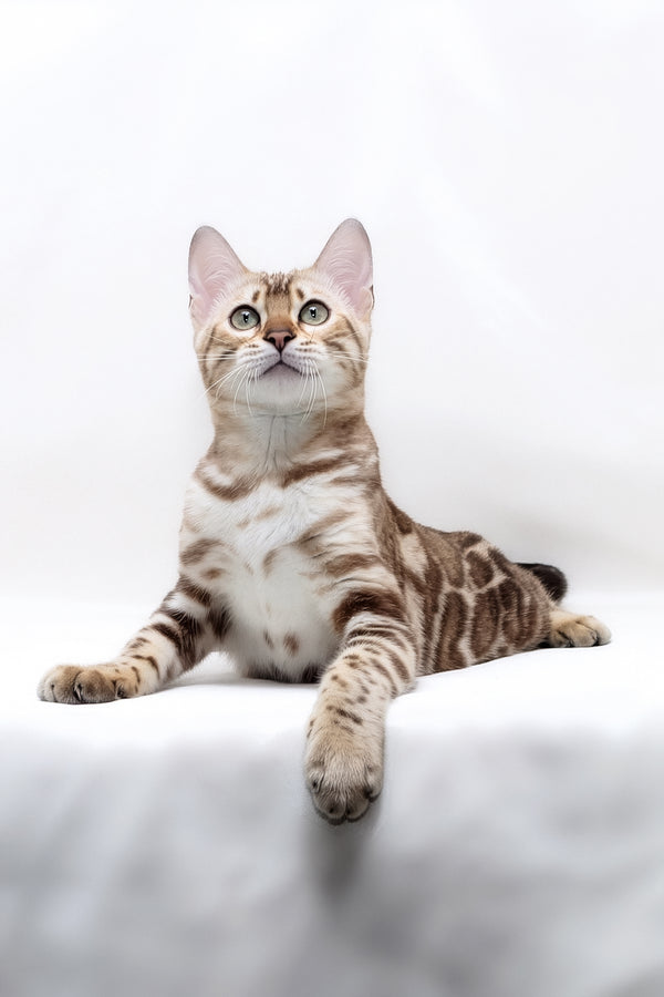 Nicole | Bengal Kitten