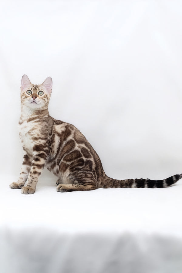 Nicole | Bengal Kitten