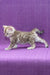 Nicole | Bengal Kitten