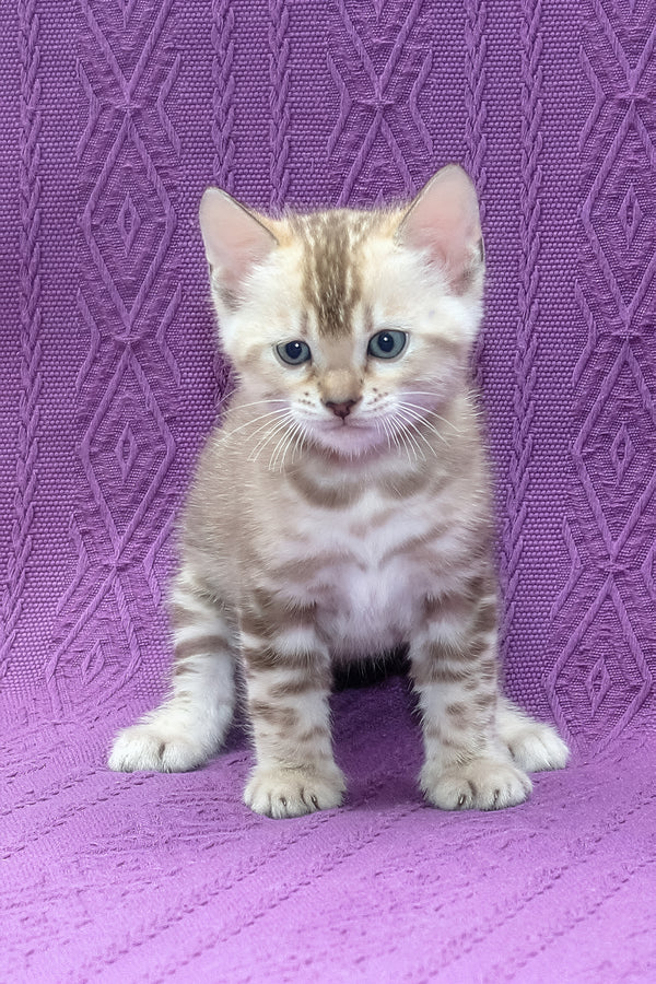 Nicole | Bengal Kitten