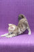 Nicole | Bengal Kitten