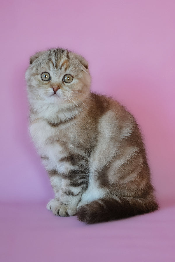 Nicole | Scottish Fold Kitten