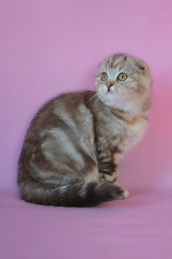 Nicole | Scottish Fold Kitten