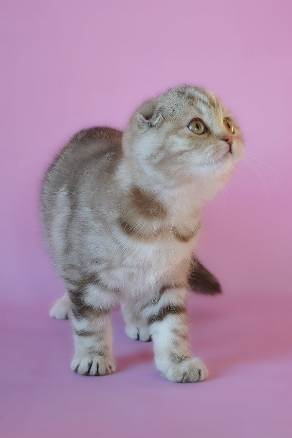 Nicole | Scottish Fold Kitten