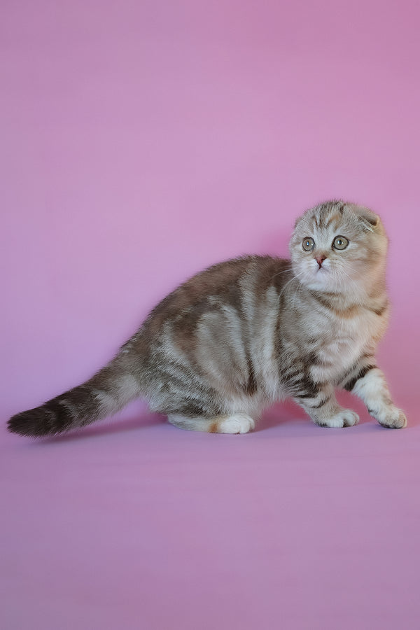 Nicole | Scottish Fold Kitten