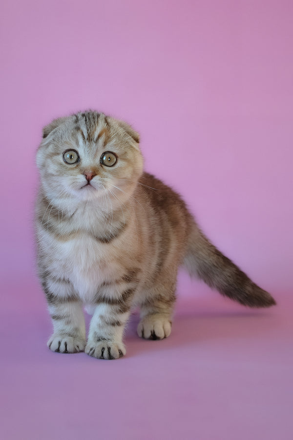 Nicole | Scottish Fold Kitten