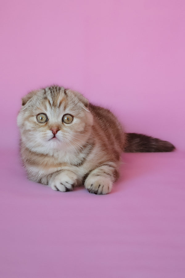 Nicole | Scottish Fold Kitten