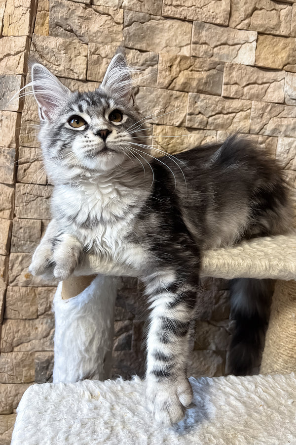 Nicole | Maine Coon Kitten