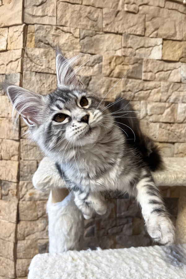 Nicole | Maine Coon Kitten