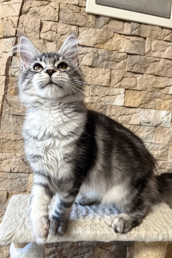 Nicole | Maine Coon Kitten