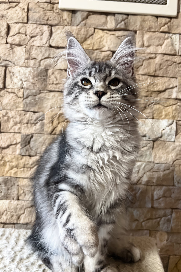 Nicole | Maine Coon Kitten