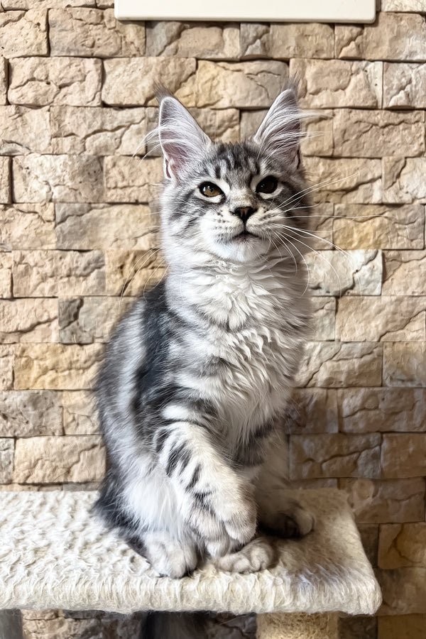 Nicole | Maine Coon Kitten