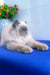 Nicoll | Persian Kitten