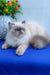 Nicoll | Persian Kitten