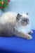 Nicoll | Persian Kitten