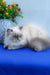 Nicoll | Persian Kitten