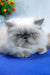 Nicoll | Persian Kitten