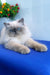 Nicoll | Persian Kitten