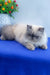 Nicoll | Persian Kitten