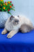 Nicoll | Persian Kitten