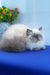 Nicoll | Persian Kitten