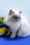 Nicoll | Persian Kitten