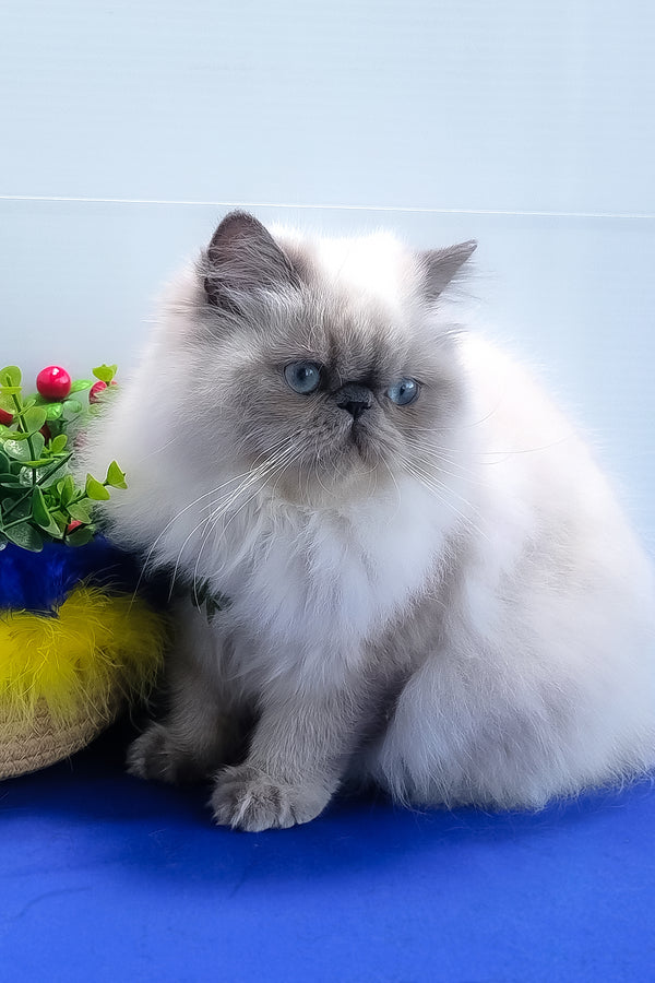 Nicoll | Persian Kitten