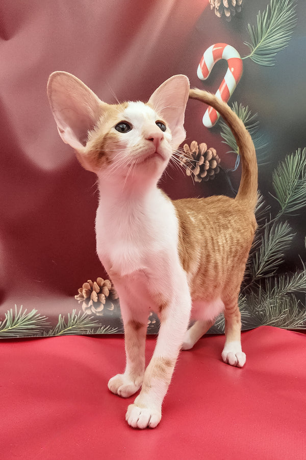 Oriental Shorthair Kittens For Sale Near Me