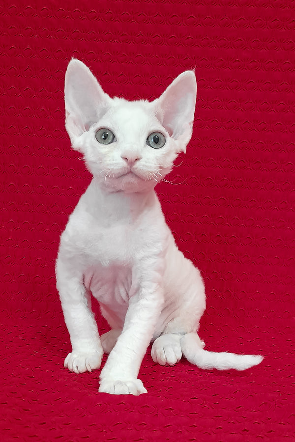 Nigel | Devon Rex Kitten