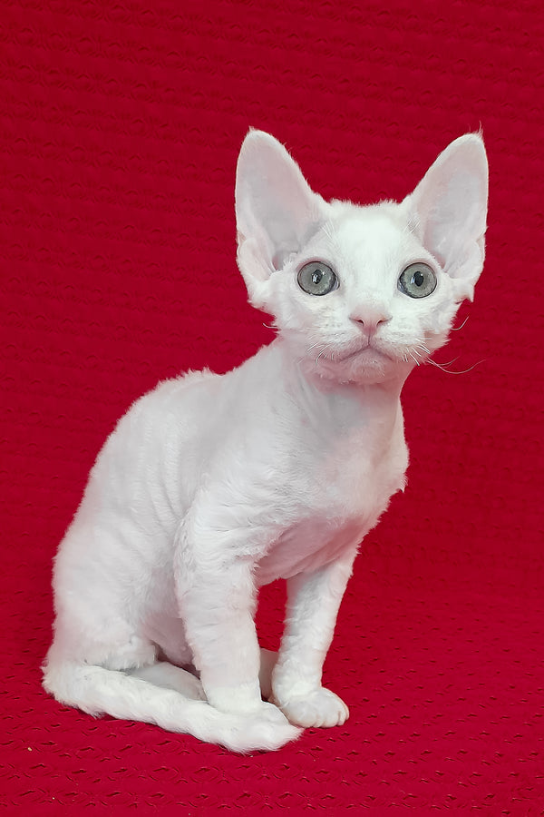 Nigel | Devon Rex Kitten