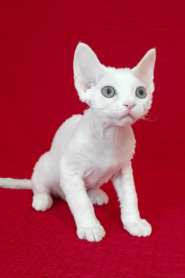 Nigel | Devon Rex Kitten