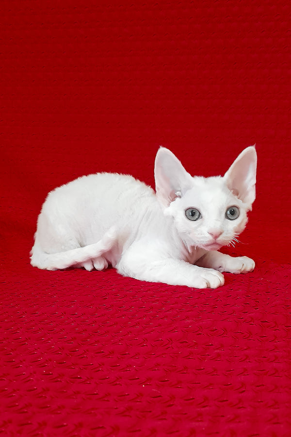 Nigel | Devon Rex Kitten