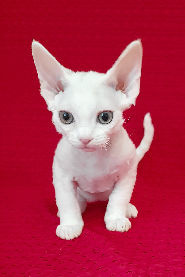 Nigel | Devon Rex Kitten